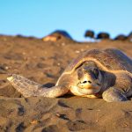 beaches_ostional_05