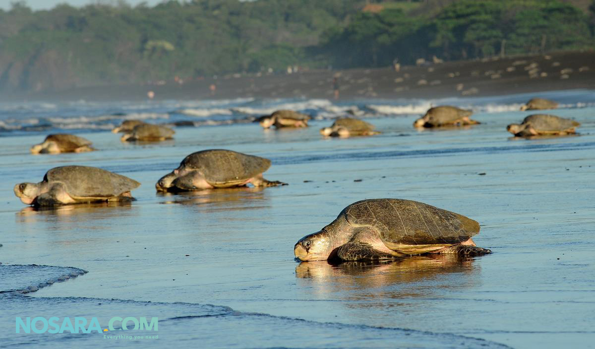 turtle tour nosara ostional