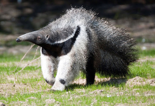 giant anteater nosara