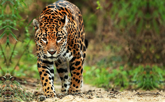 jaguar guanacaste