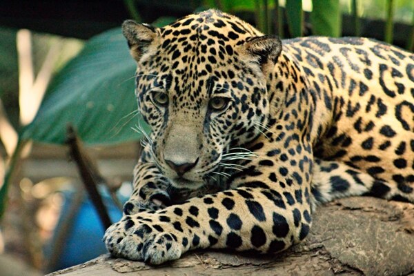 jaguar nosara