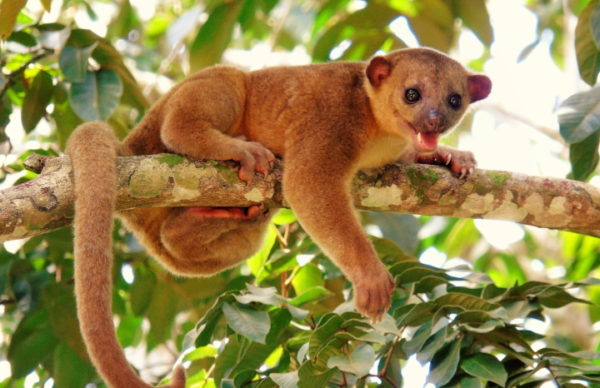 kinkajou nosara