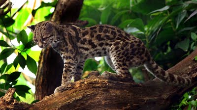 margay nosara