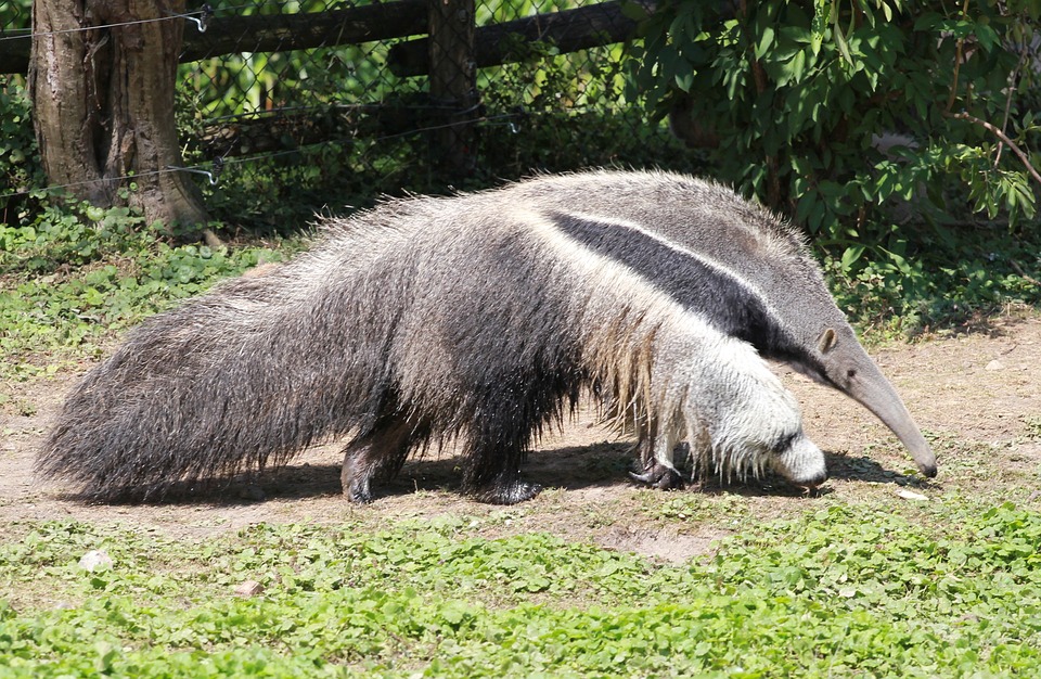 oso hormiguero nosara