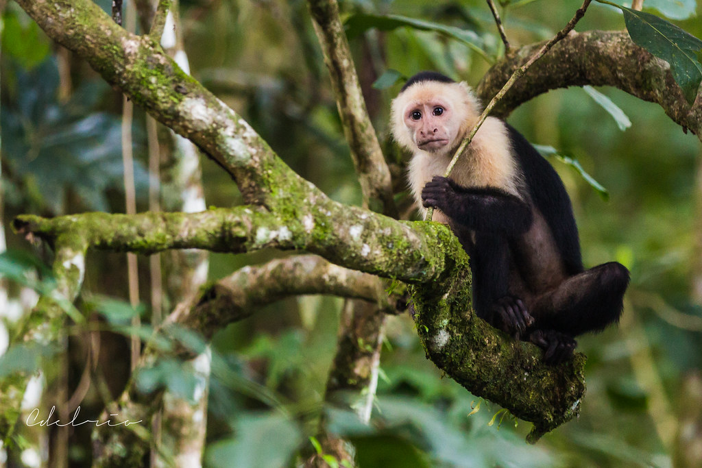 white face monkey nosara