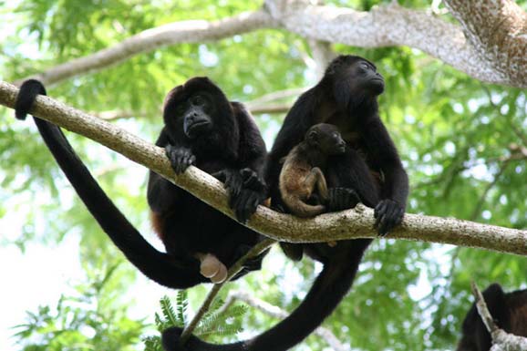 howler monkey costa rica