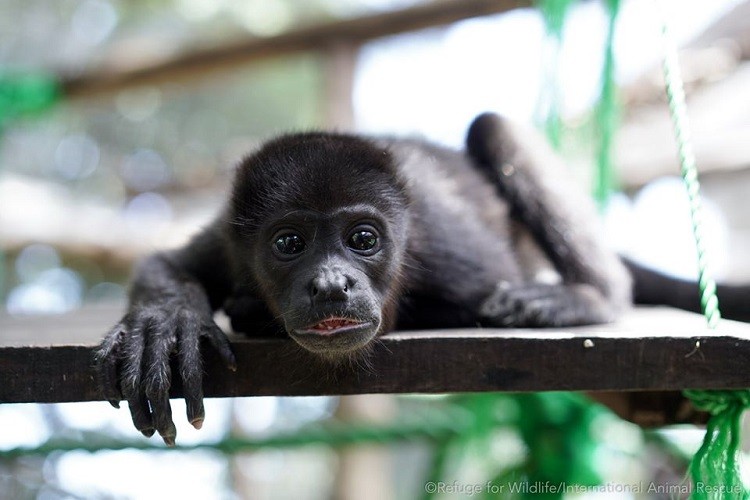 howler monkey nosara