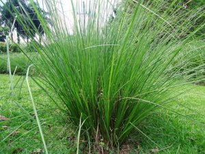 nosara plants