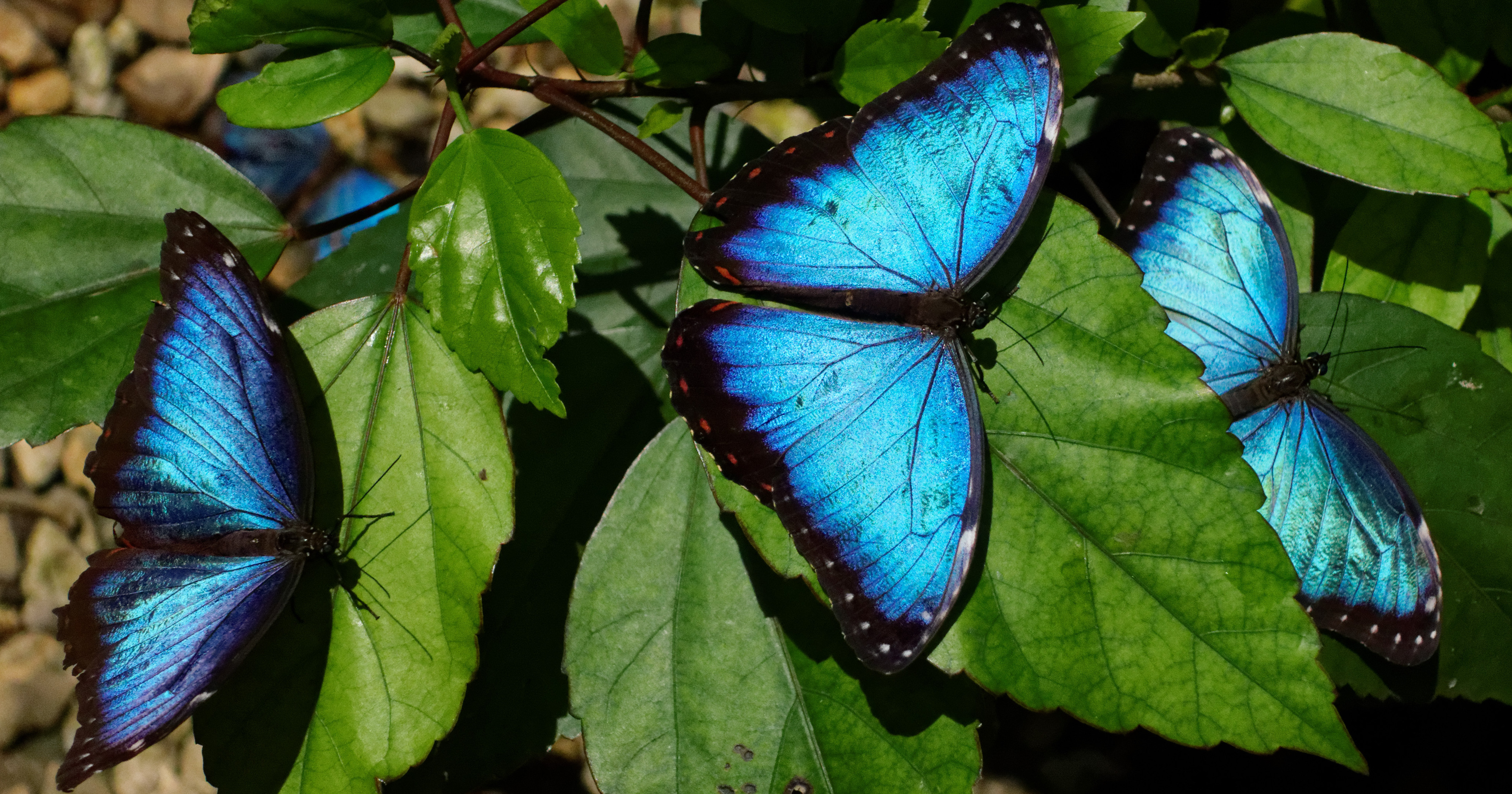 morpho nosara