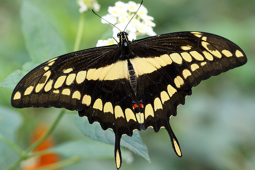 nosara butterfly